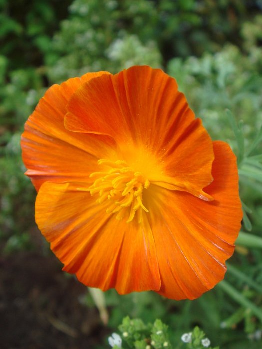 Eschscholtzia californica fleur